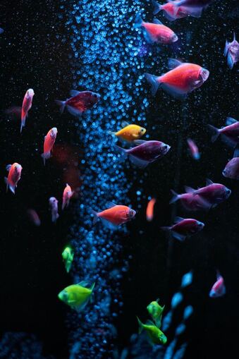 Colorful fish underwater with air bubbles rising.
